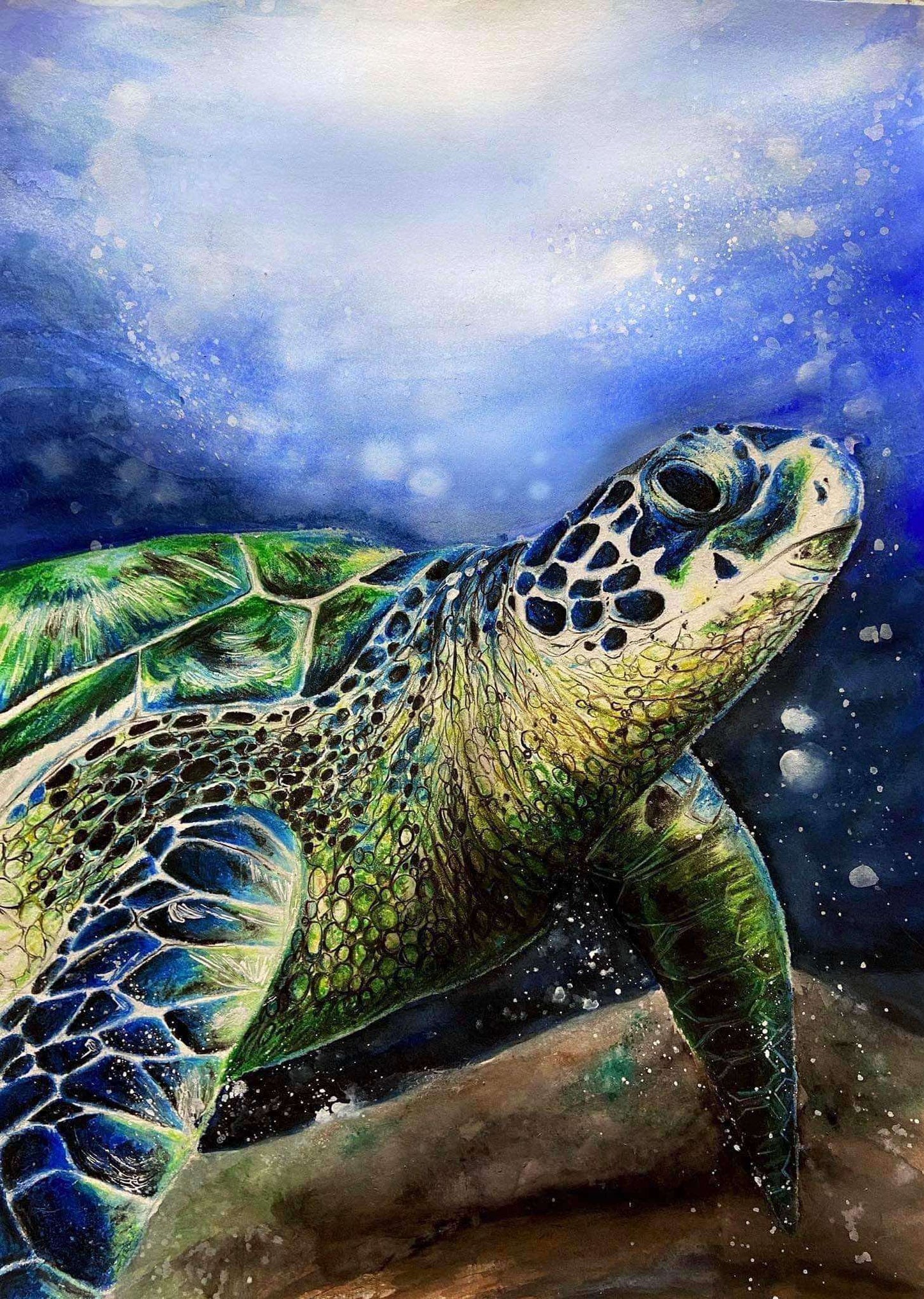 蠟筆動物線上課《海龟漫游记》